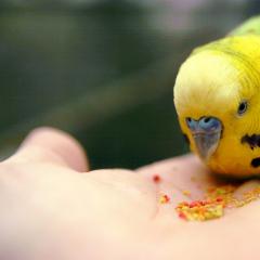 Adaptation, domestication and training of parrots