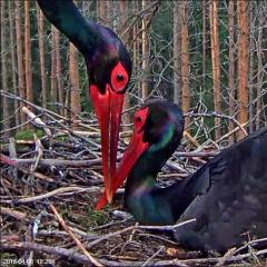 Live webcams in Europe: birds Eye tv nest of black storks in Estonia